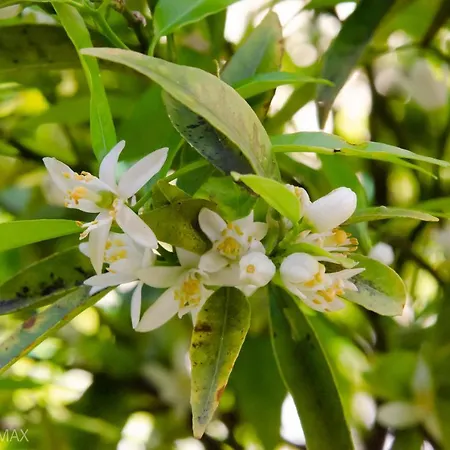 Le Dimax 4* サンタニェッロ