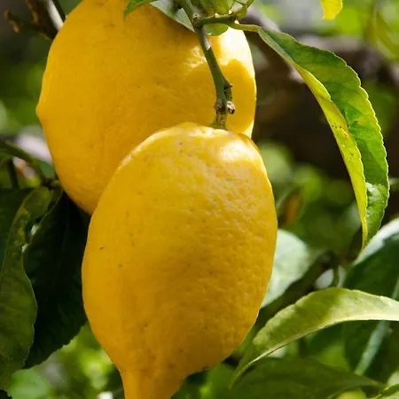 Bed & Breakfast Le Dimax