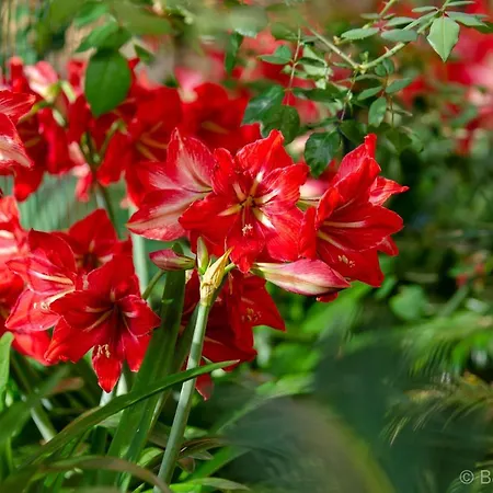 Le Dimax Bed & Breakfast Sant'Agnello